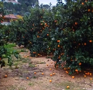 INICIO TEMPORADA: Naranjas Peña 2020/21